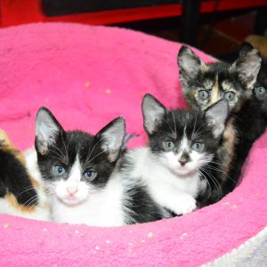 Gatitos