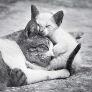 Gatos fundacion